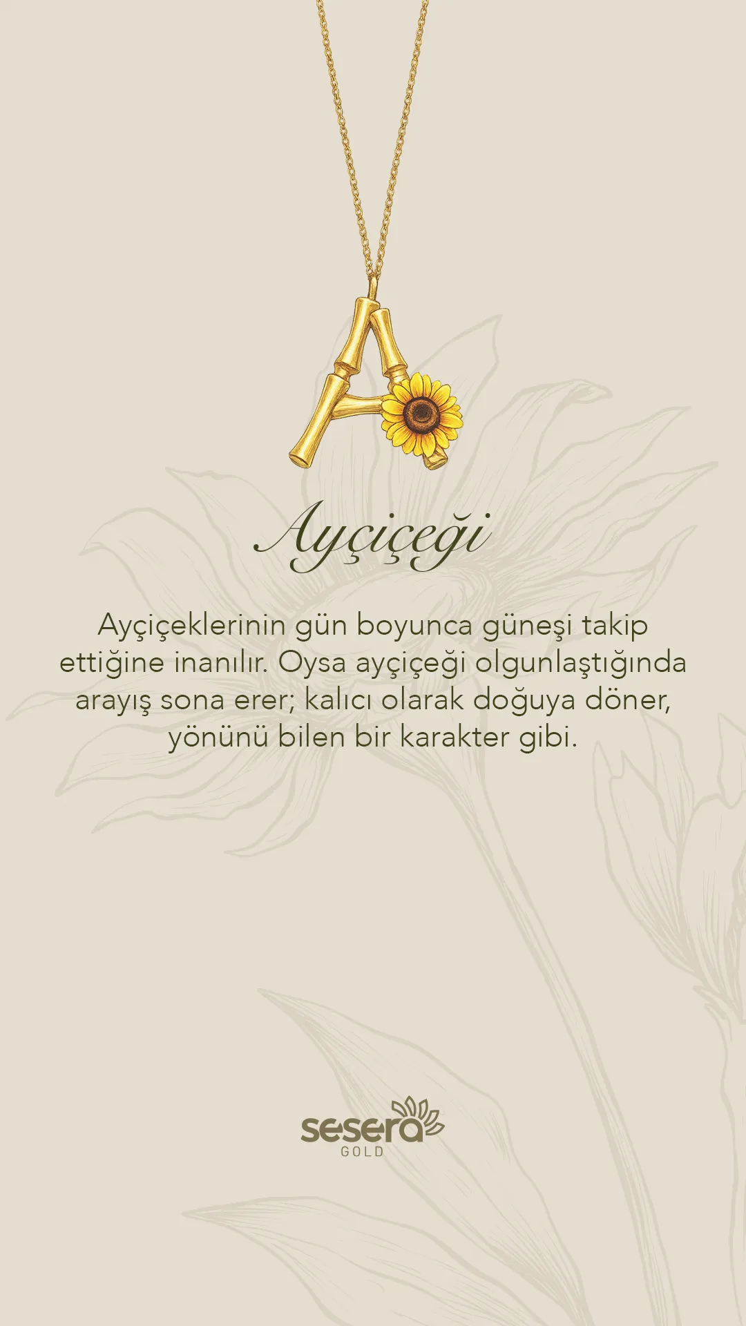 A – Ayçiçeği